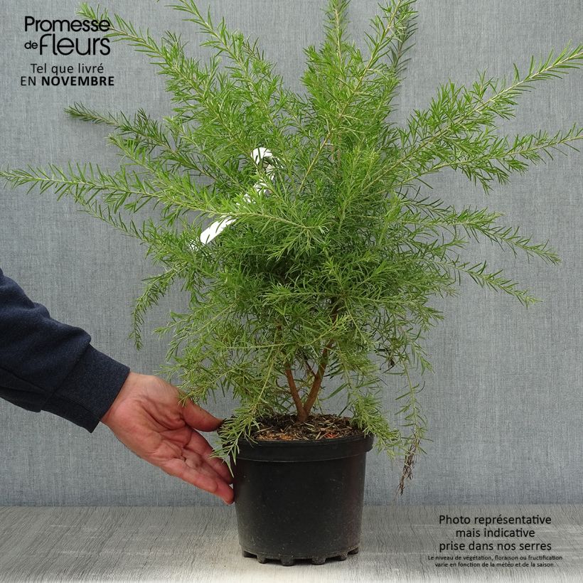Exemplaar van Grevillea rosmarinifolia Rosa Jenkinsii - Rozemarijn-grevillea Pot van 3 l/4 l zoals geleverd in de herfst