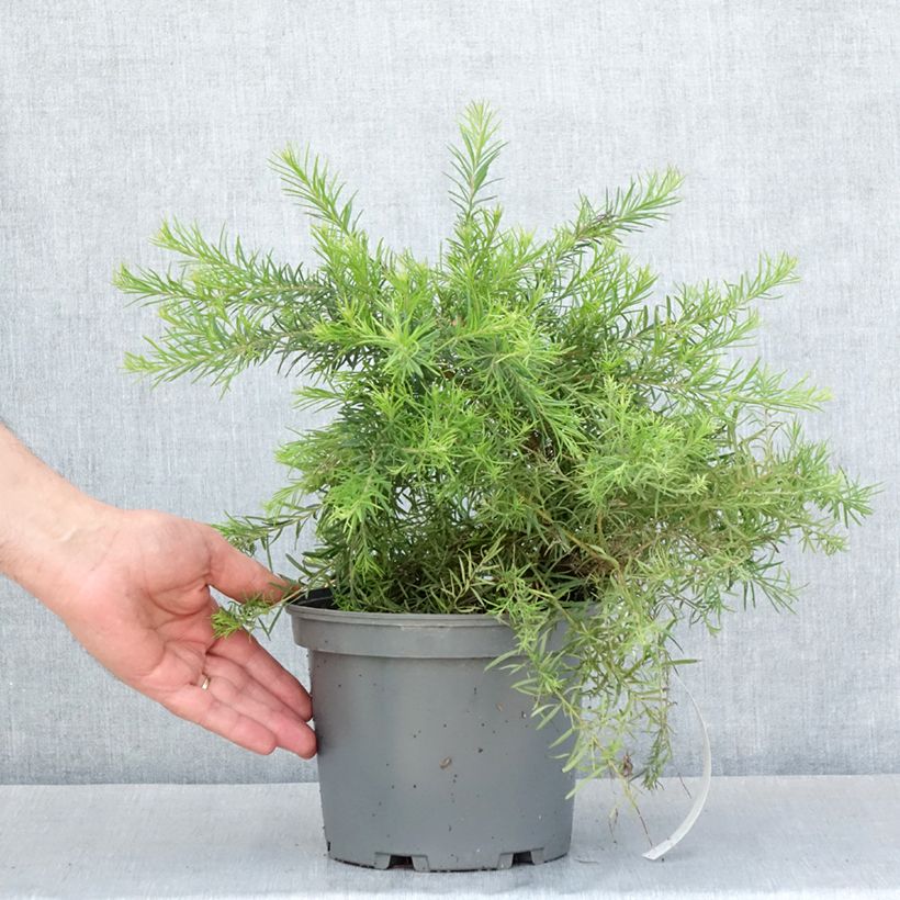 Exemplaar van Grevillea rosmarinifolia Rosa Jenkinsii - Rozemarijn-grevillea Pot van 3 l/4 l zoals geleverd in de lente