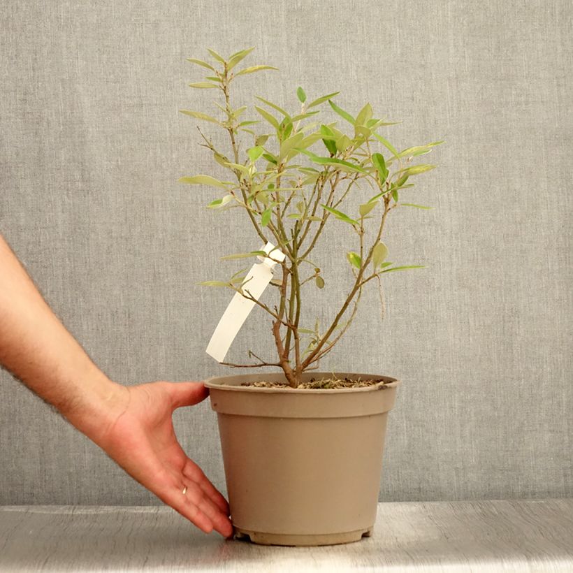 Exemplaar van Grevillea victoriae - Australische zilvereik Pot van 4 l/5 l zoals geleverd in de zomer
