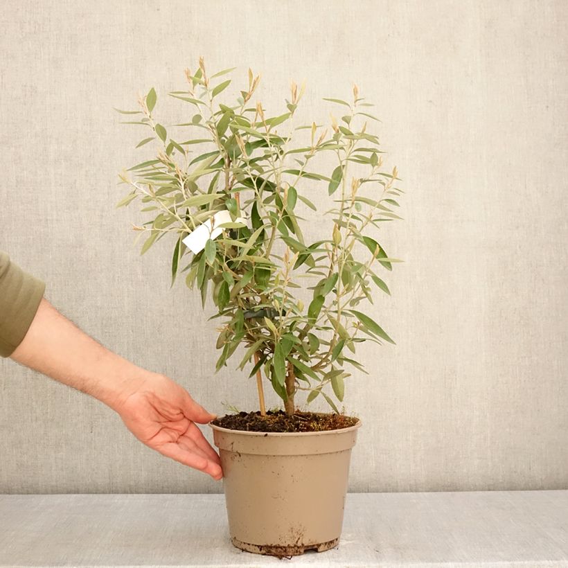 Exemplaar van Grevillea victoriae - Australische zilvereik Pot van 4 l/5 l zoals geleverd in de lente