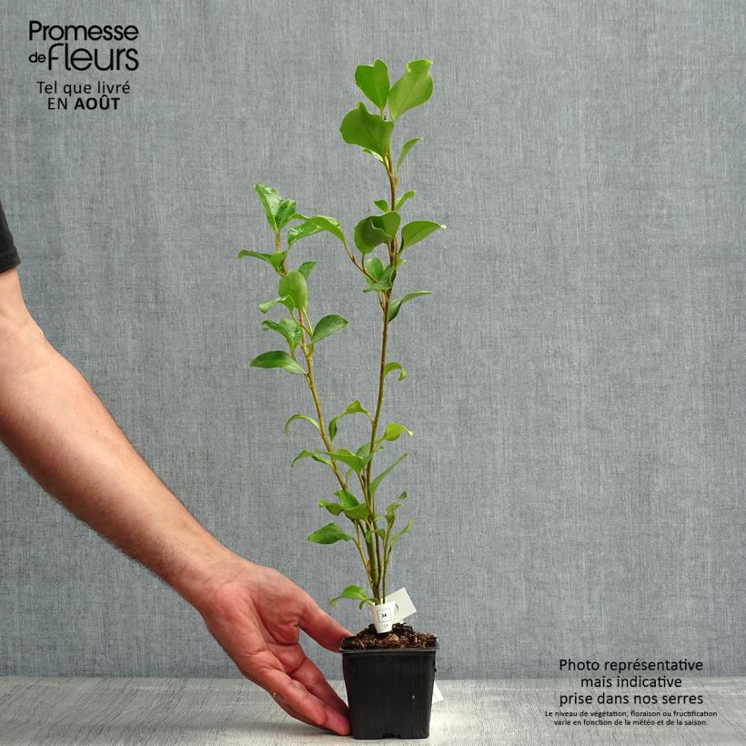Exemplaar van Griselinia lucida - Kapuka Kweekpotje van 8/9 cm zoals geleverd in de zomer