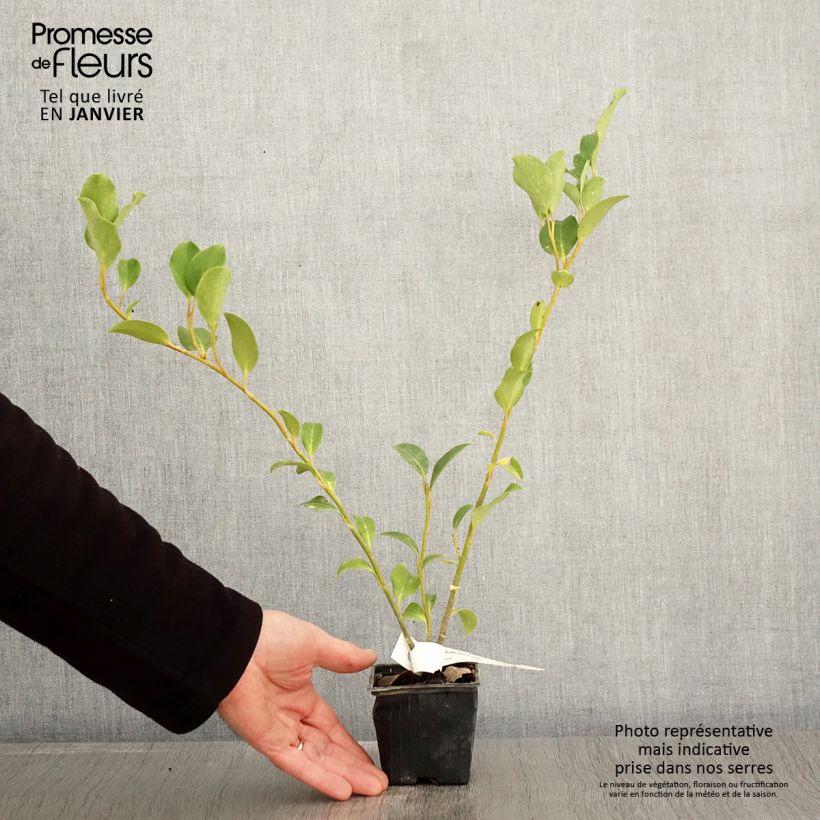 Example of Griselinia lucida - Griselinie luisante Kweekpotje van 8/9 cm as you get in hiver