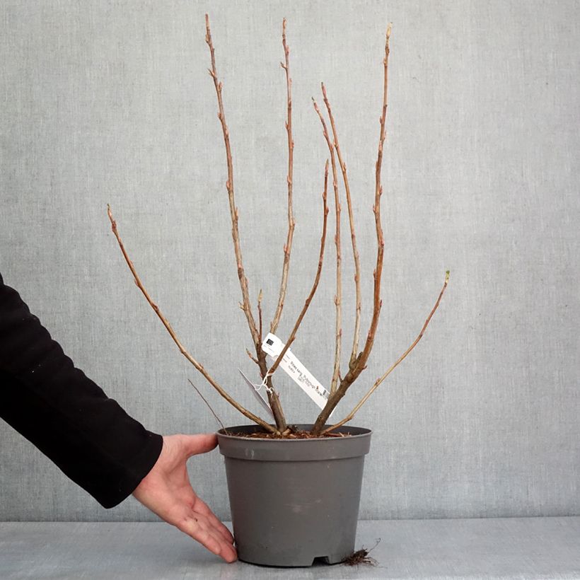 Example of Ribes sanguineum Pulborough Scarlet - Rode ribes Pot van 2 l/3 l as you get in hiver