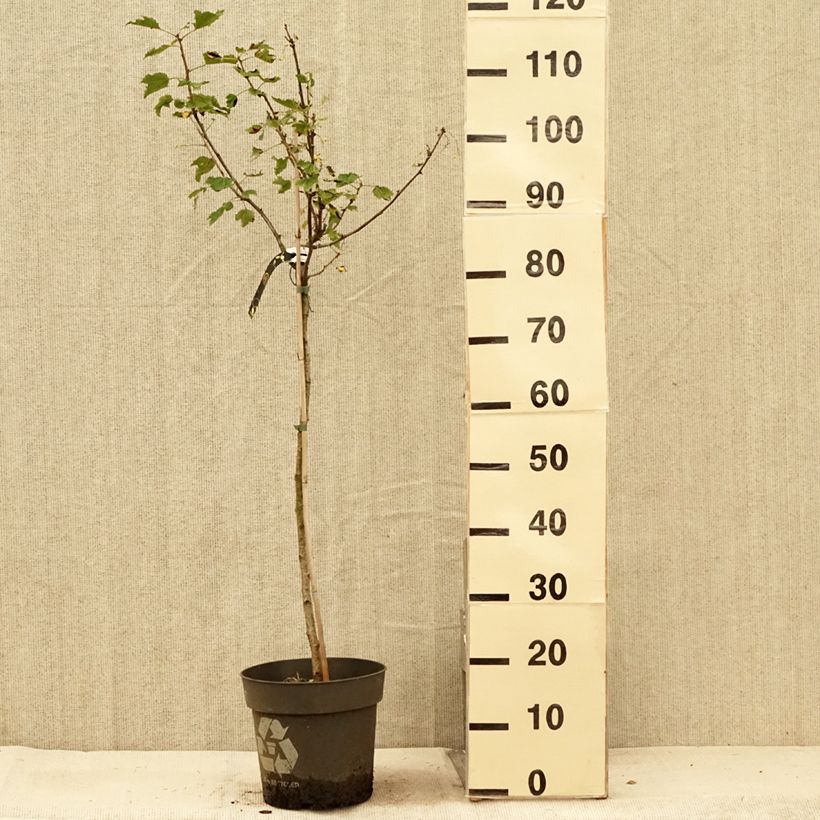 Exemplaar van Witte aalbes Weiße aus Jüterbog Pot van 6 l/7 l, Stengel zoals geleverd in de zomer