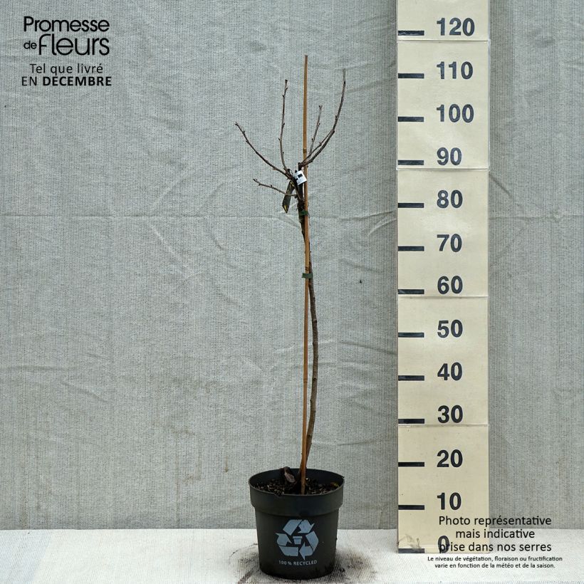 Exemplaar van Groseillier à grappes blanches Weisse aus Jüterbog Pot van 6 l/7 l, Stengel zoals geleverd in de winter