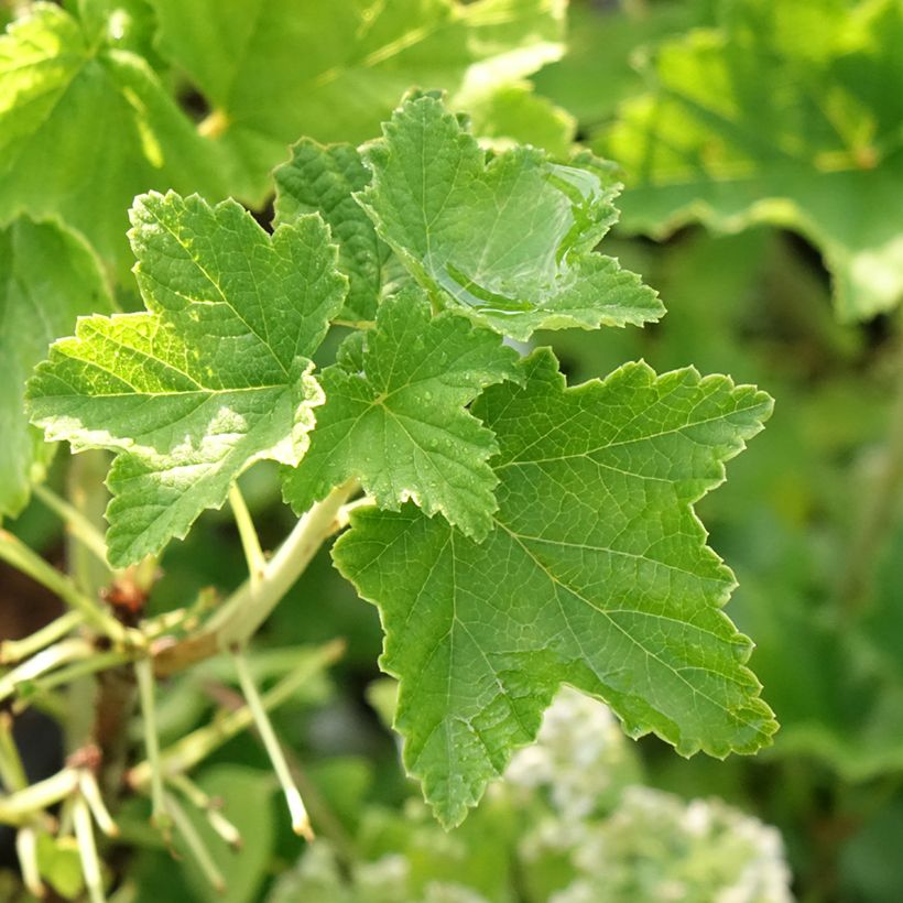 Witte aalbes Zitavia (Blad)