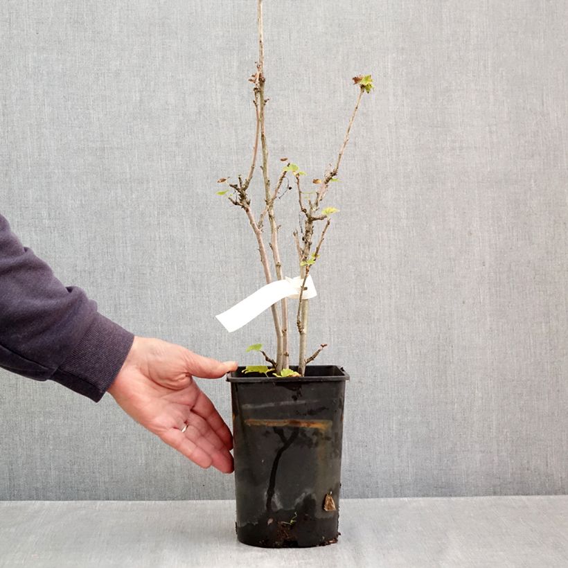 Exemplaar van Witte aalbes Zitavia Pot van 2 l/3 l, Pol zoals geleverd in de herfst