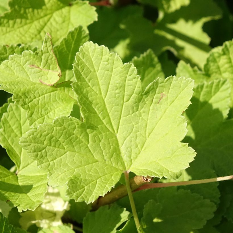 Rode aalbes Jonkheer van Tets (Blad)