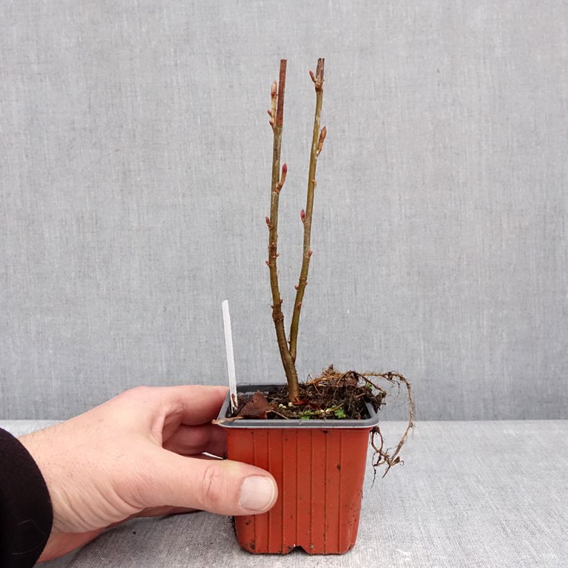 Exemplaar van Rode aalbes Jonkheer van Tets Kweekpotje van 8/9 cm zoals geleverd in de winter