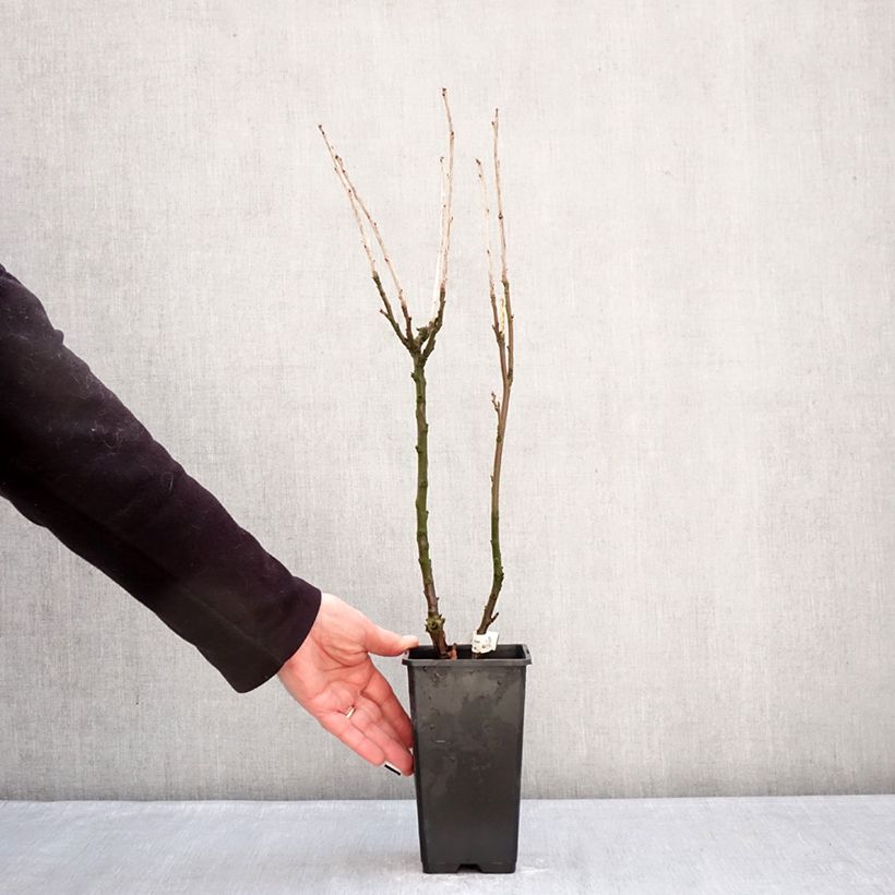 Exemplaar van Rode aalbes Jonkheer van Tets Pot van 1,5 l/2 l, Stengel zoals geleverd in de winter