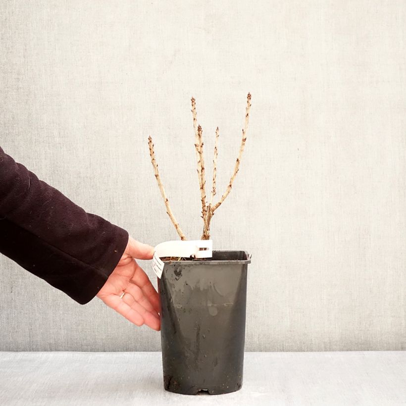 Exemplaar van Rode bes Junifer Pot van 2 l/3 l, Struik zoals geleverd in de winter