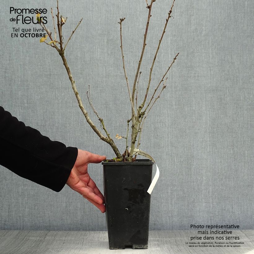 Exemplaar van Rode bes London Market Pot van 1,5 l/2 l zoals geleverd in de herfst