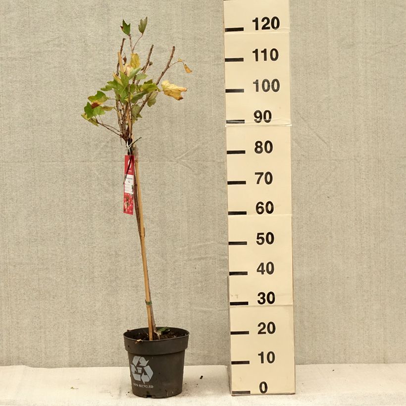 Exemplaar van Rode bes Rolan Pot van 6 l/7 l, Stengel zoals geleverd in de herfst