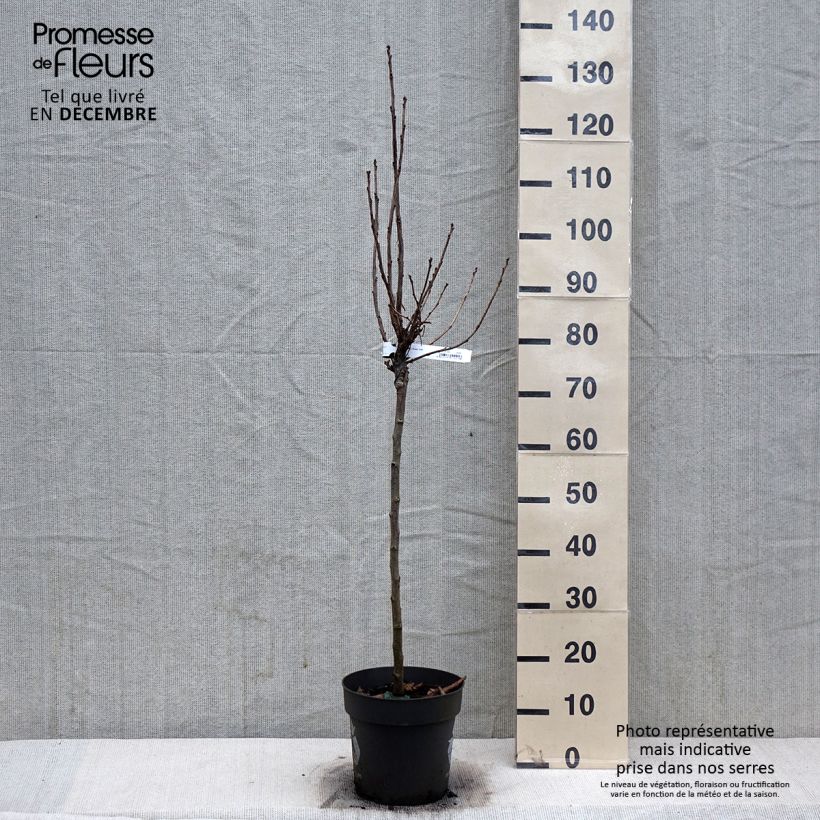 Exemplaar van Rode bes Rolan Pot van 6 l/7 l, Stengel zoals geleverd in de winter