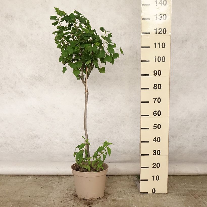 Exemplaar van Rode aalbes Delbard Giganta Pot van 7,5 l/10 l, Kwartstam zoals geleverd in de zomer