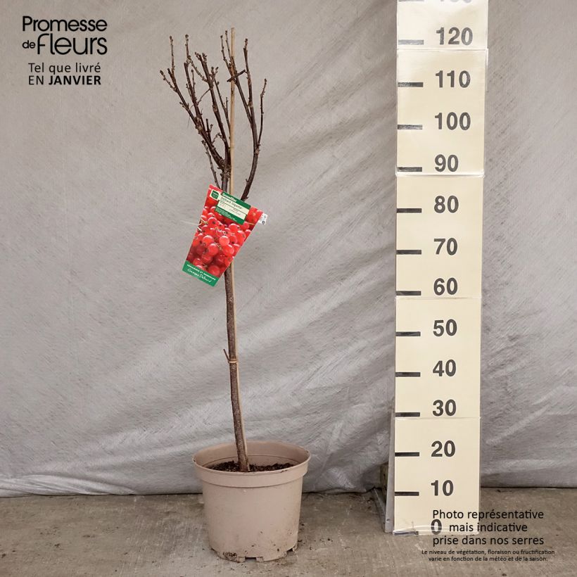 Exemplaar van Rode aalbes Delbard Giganta Pot van 7,5 l/10 l, Kwartstam zoals geleverd in de winter