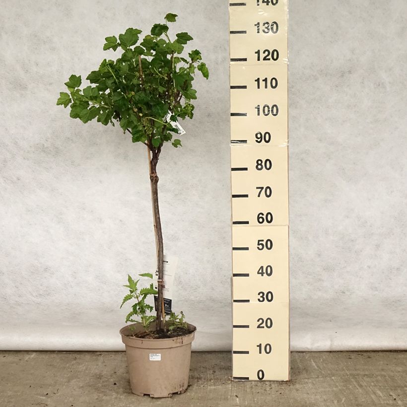 Exemplaar van Rode aalbes Delbard Giganta Pot van 7,5 l/10 l, Kwartstam zoals geleverd in de lente