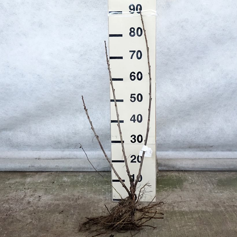 Exemplaar van Rode aalbes Delbard Giganta Naakte wortel, Struik zoals geleverd in de winter