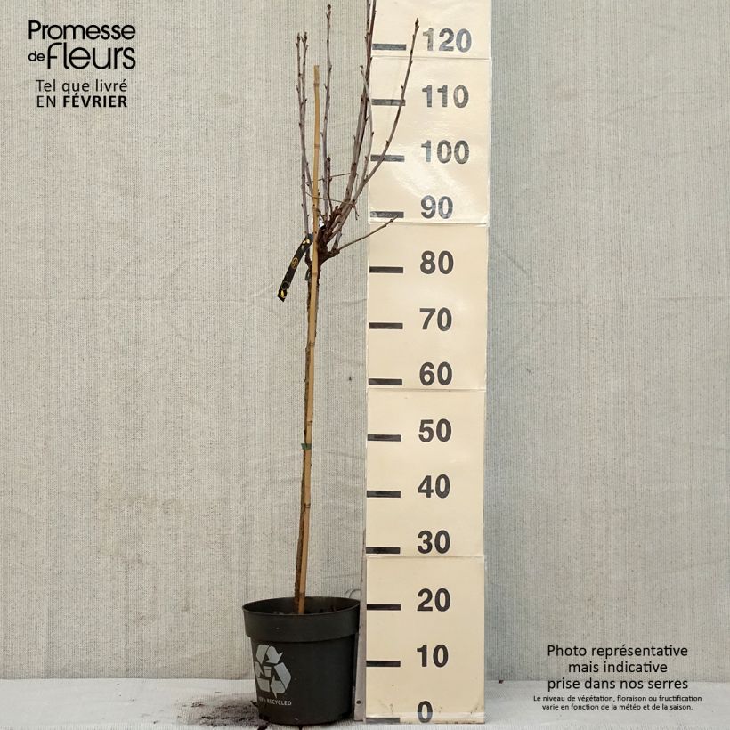 Exemplaar van Groseillier à grappes rouges Ribest Babette Pot van 6 l/7 l, Stengel zoals geleverd in de winter