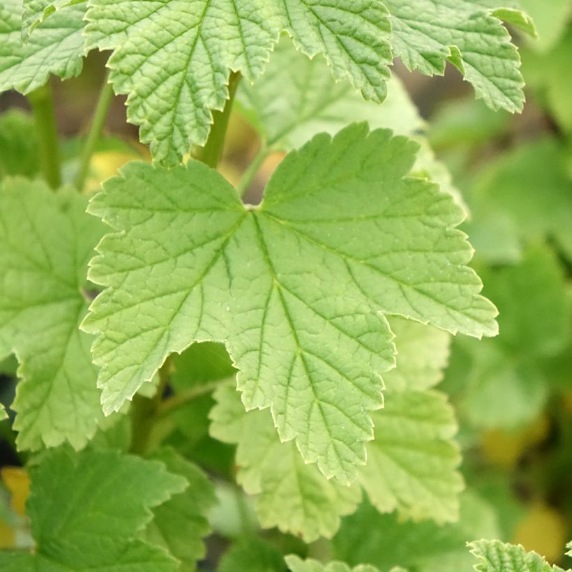 Rode aalbes Ribest Lisette (Blad)