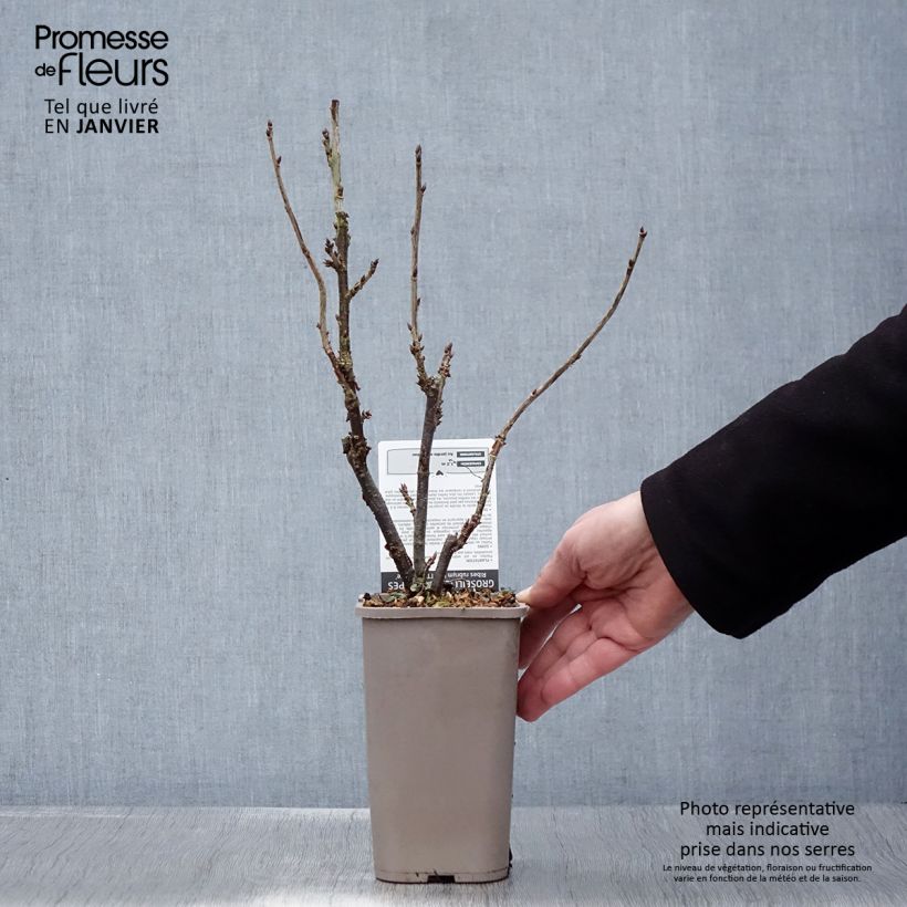 Exemplaar van Rode aalbes Ribest Lisette Pot van 1,5 l/2 l zoals geleverd in de winter