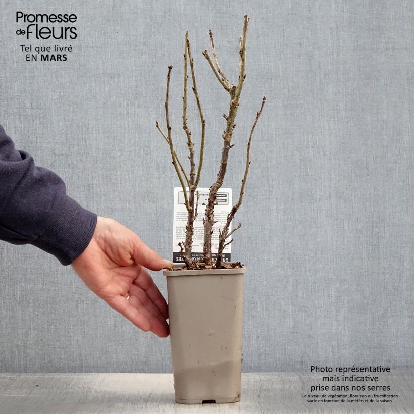 Exemplaar van Rode aalbes Ribest Lisette Pot van 1,5 l/2 l zoals geleverd in de lente