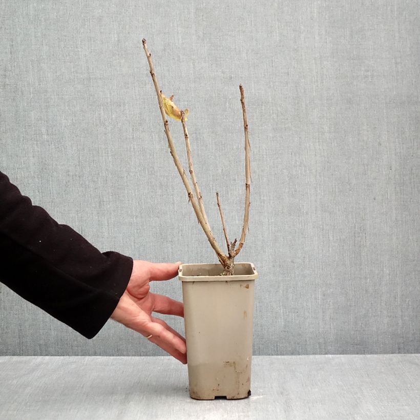 Exemplaar van Groseillier à grappes rouges Ribest Sonette Pot van 1,5 l/2 l zoals geleverd in de herfst