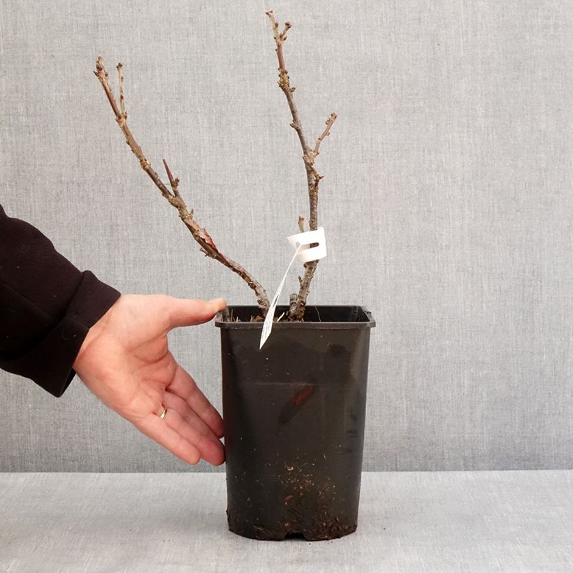 Exemplaar van Groseillier à grappes rouges Rosetta Pot van 2 l/3 l, Pol zoals geleverd in de winter