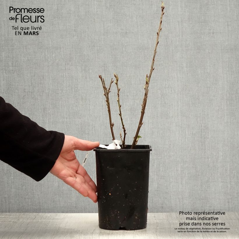 Exemplaar van Rode aalbes Rosetta Pot van 2 l/3 l, Pol zoals geleverd in de lente