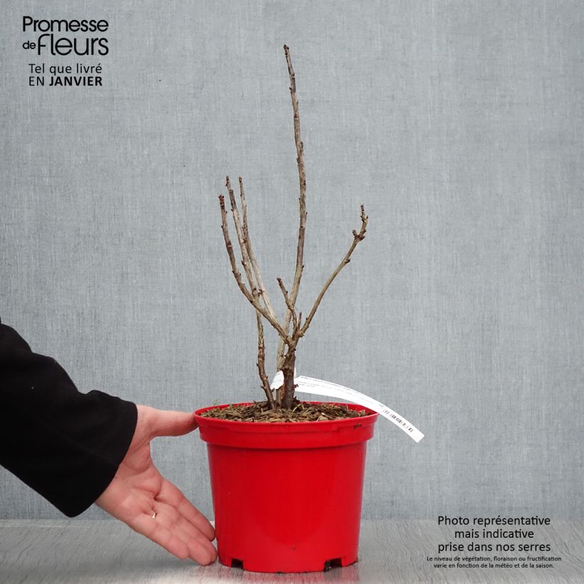 Exemplaar van Rode aalbes Versaillaise Rouge Pot van 1,5 l/2 l zoals geleverd in de winter