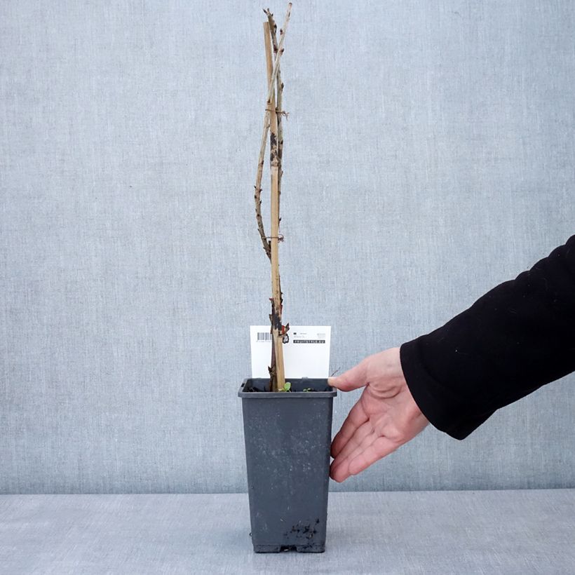 Exemplaar van Rode aalbes Versaillaise Rouge Pot van 4 l/5 l zoals geleverd in de winter