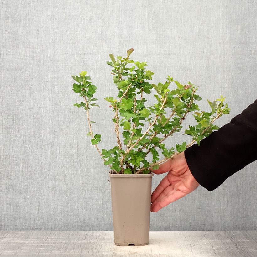 Exemplaar van Kruisbes Crispa® Goldling® Pot van 1,5 l/2 l zoals geleverd in de lente