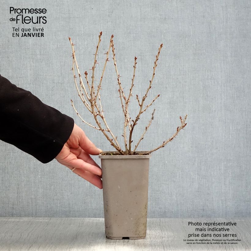 Exemplaar van Groseillier à maquereaux Easycrisp Mr Green - Ribes uva-crispa  Pot van 1,5 l/2 l zoals geleverd in de winter