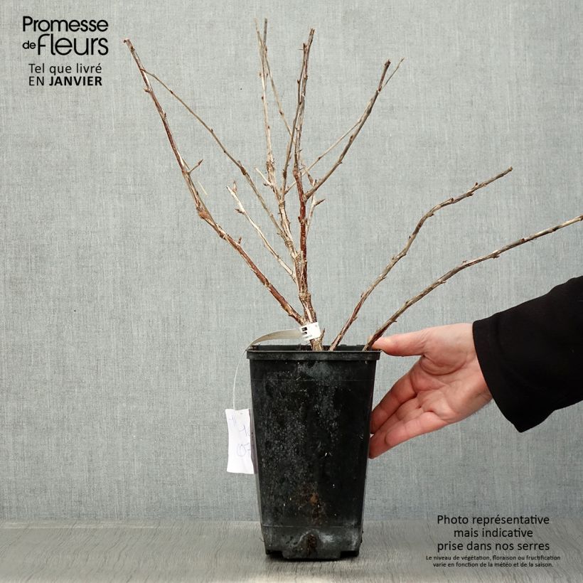 Exemplaar van Groseillier à maquereaux Freedonia  Pot van 1,5 l/2 l zoals geleverd in de winter