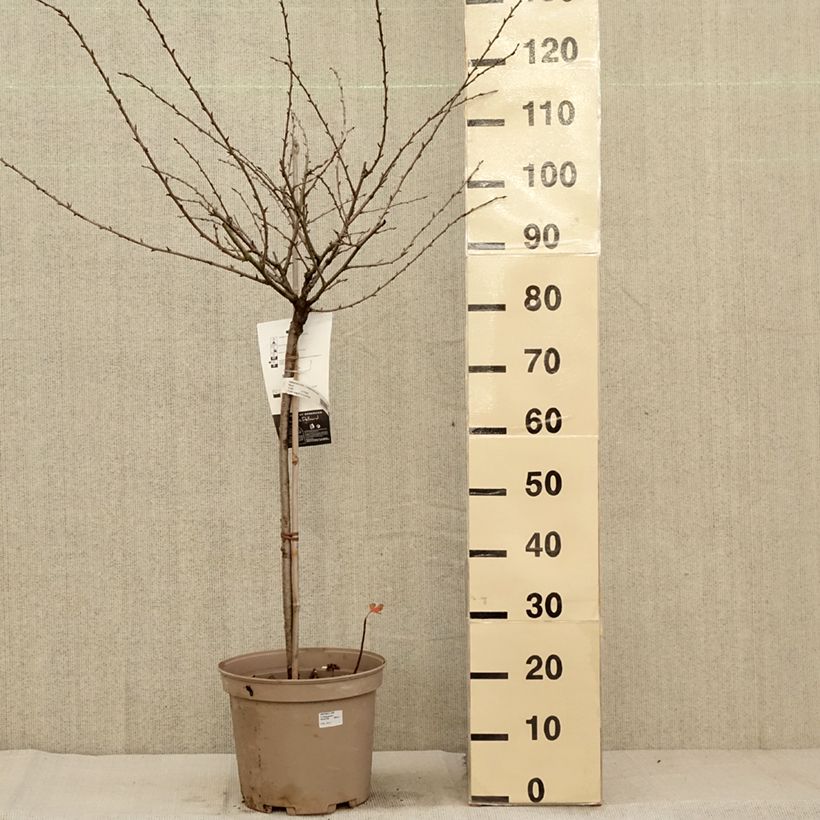 Exemplaar van Kruisbes Invicta Pot van 7,5 l/10 l, Kwartstam zoals geleverd in de herfst