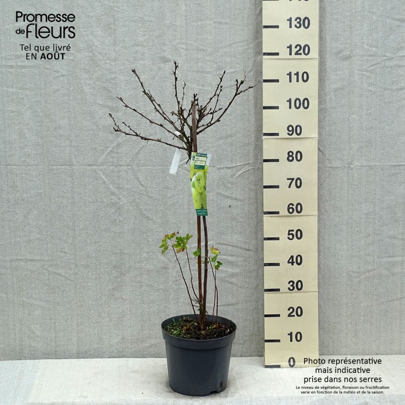 Exemplaar van Kruisbes Invicta Pot van 7,5 l/10 l, Kwartstam zoals geleverd in de zomer