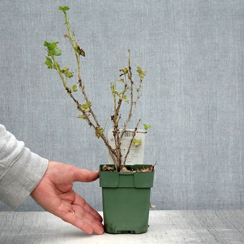 Exemplaar van Kruisbes Lady Sun Pot van 1 l/1,5 l, Struik zoals geleverd in de zomer