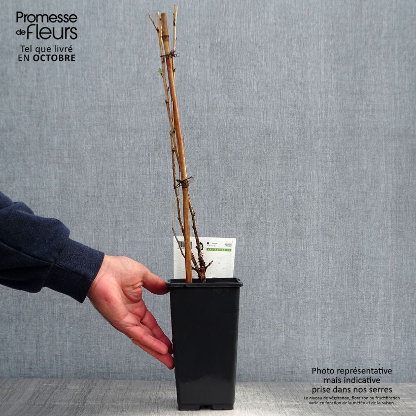 Exemplaar van Kruisbes Captivator Pot van 1,5 l/2 l, Struik zoals geleverd in de herfst