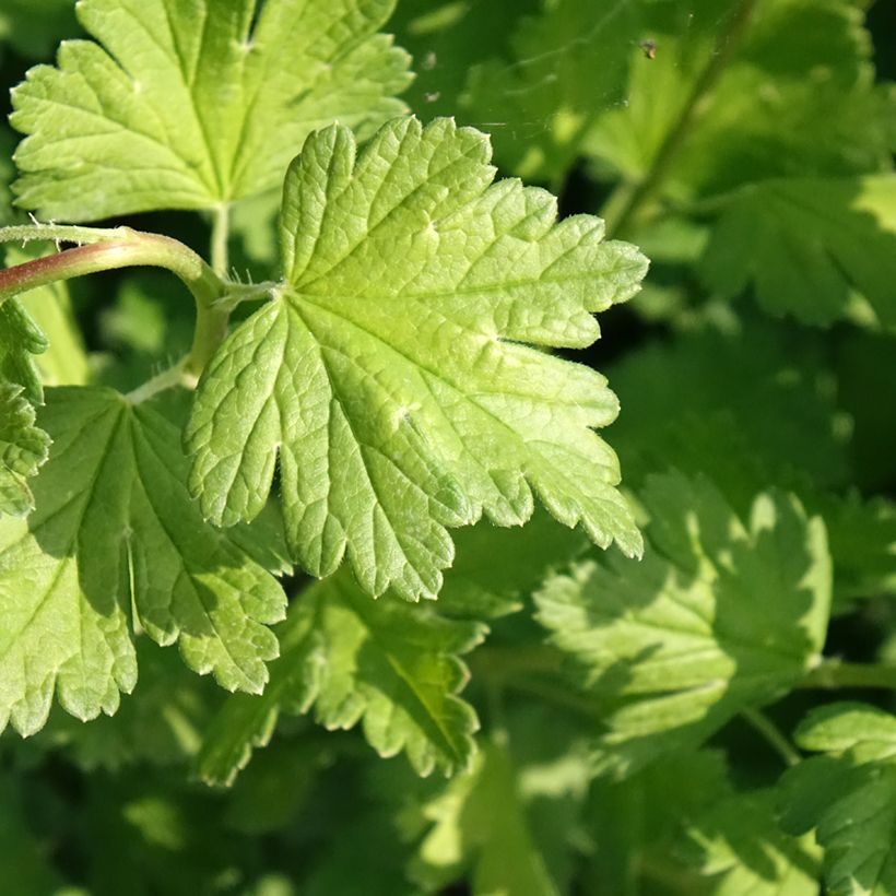 Kruisbes Captivator (Blad)