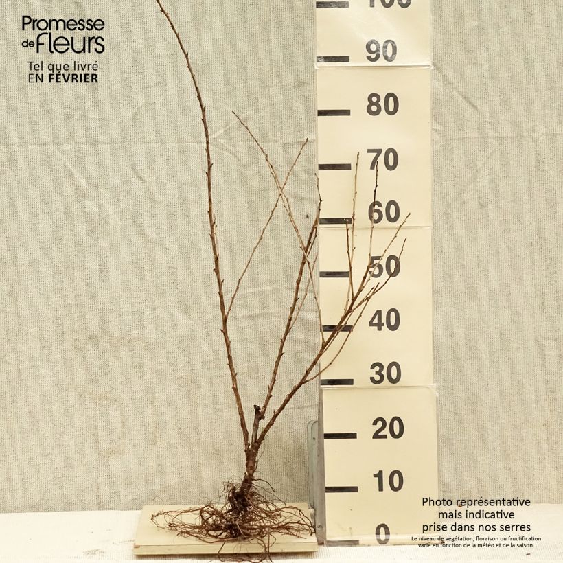 Exemplaar van Kruisbes Captivator Naakte wortel, Struik zoals geleverd in de winter