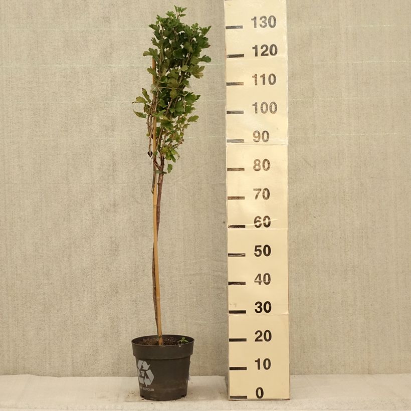 Exemplaar van Kruisbes Crispa® Darling Pot van 6 l/7 l, Stengel zoals geleverd in de herfst