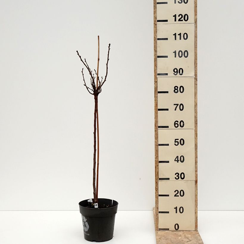 Exemplaar van Kruisbes Crispa® Darling Pot van 6 l/7 l, Stengel zoals geleverd in de winter