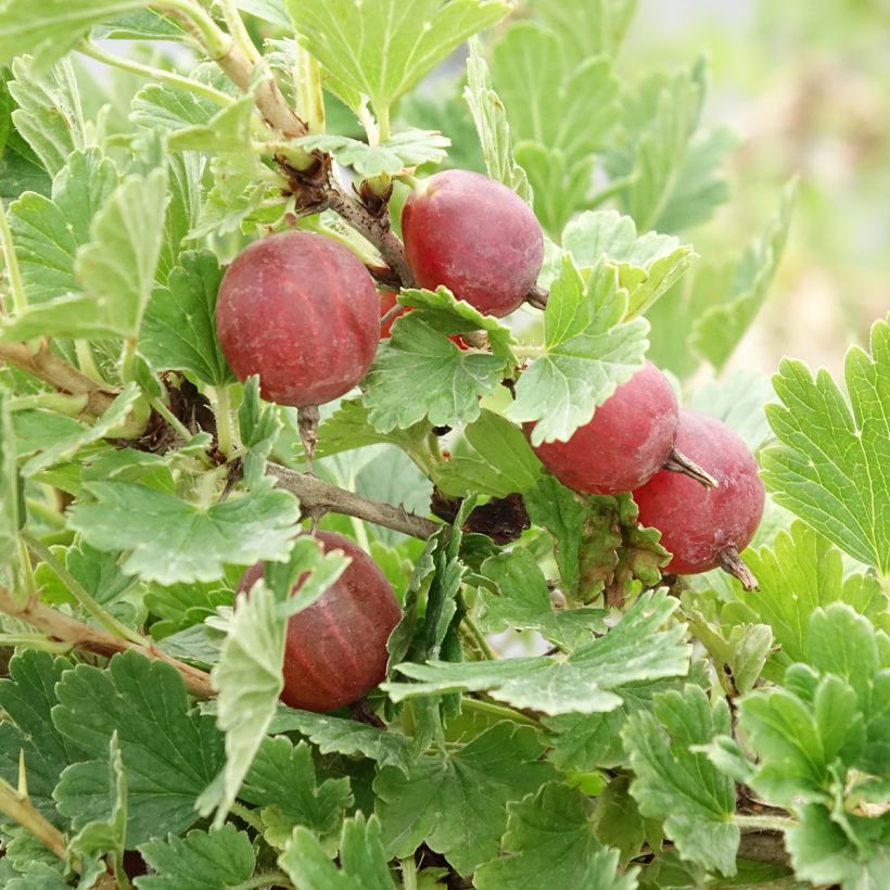 Kruisbes Crispa® Darling (Oogst)