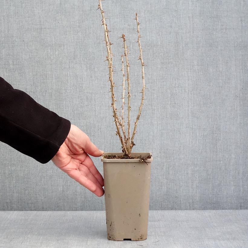 Exemplaar van Kruisbes Crispa® Goldling® Pot van 1,5 l/2 l zoals geleverd in de winter