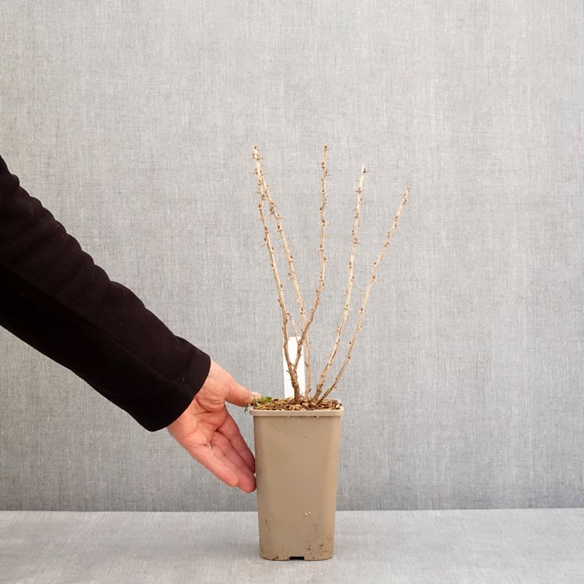 Exemplaar van Groseillier à maquereaux Crispa Greenling Pot van 1,5 l/2 l, Pol zoals geleverd in de winter