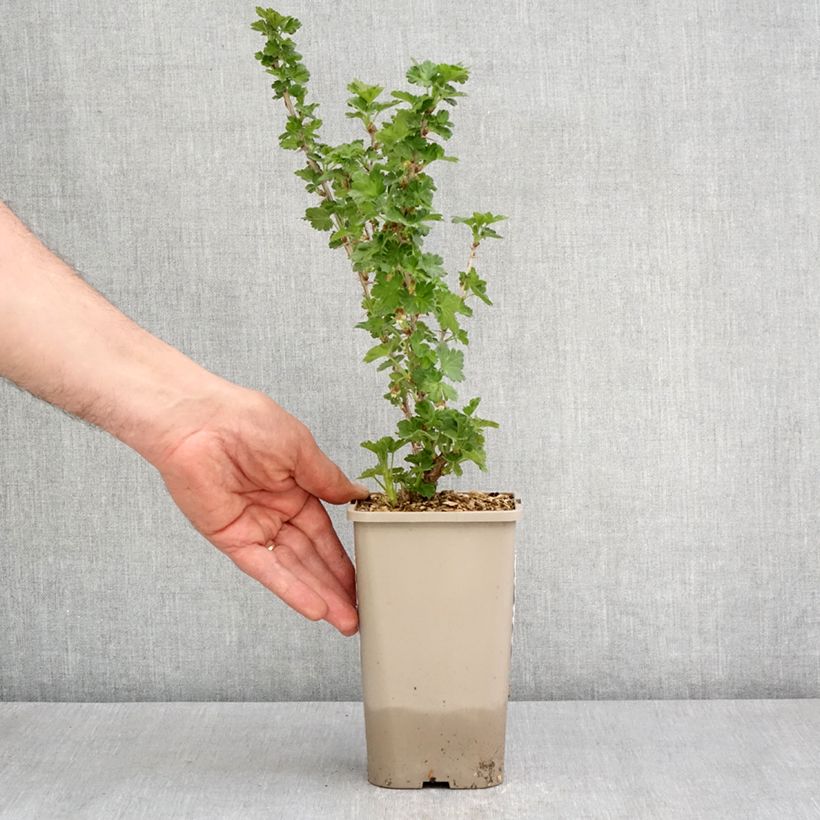 Exemplaar van Kruisbes Greenling Pot van 1,5 l/2 l, Pol zoals geleverd in de lente