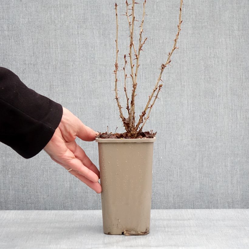 Exemplaar van Kruisbes Crispa® Nibbling Pot van 1,5 l/2 l, Pol zoals geleverd in de winter