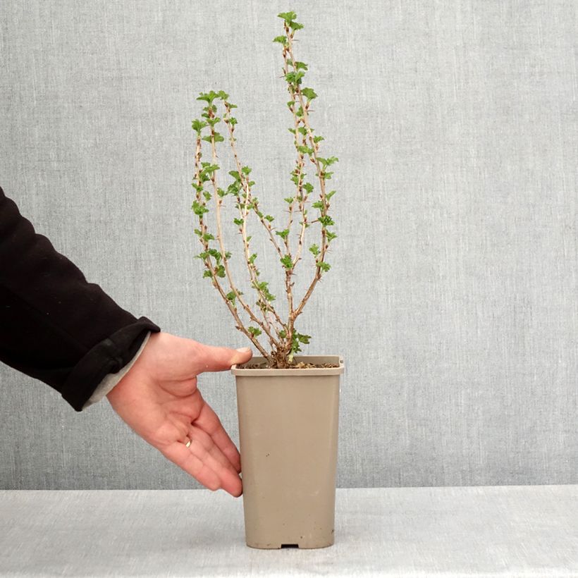 Exemplaar van Kruisbes Crispa® Nibbling Pot van 1,5 l/2 l, Pol zoals geleverd in de lente