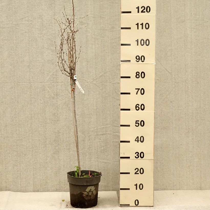 Exemplaar van Kruisbes Solemio Pot van 6 l/7 l, Stengel zoals geleverd in de herfst
