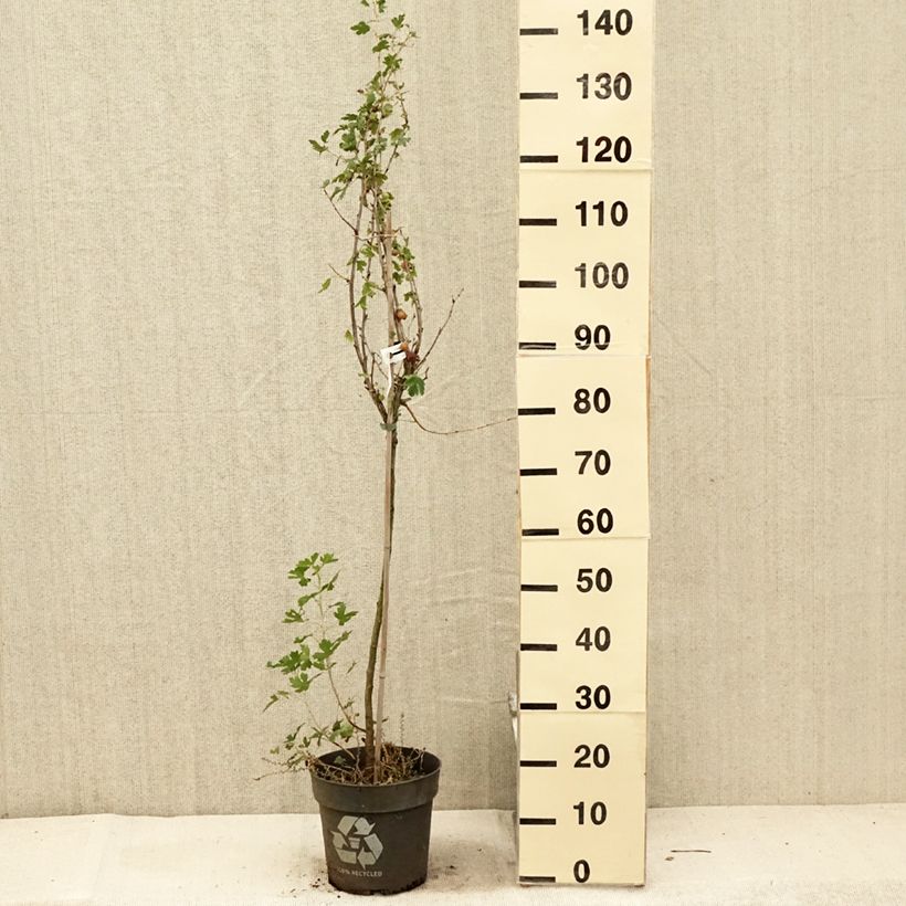 Exemplaar van Kruisbes Solemio Pot van 6 l/7 l, Stengel zoals geleverd in de zomer
